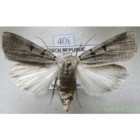 Eugnorisma glareosa (Esper, 1788) Czech40i